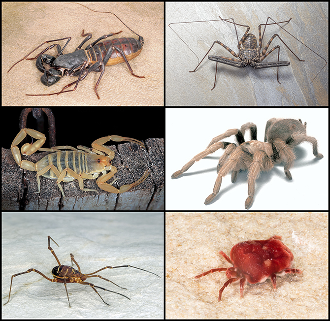 Representatives of arachnid orders.